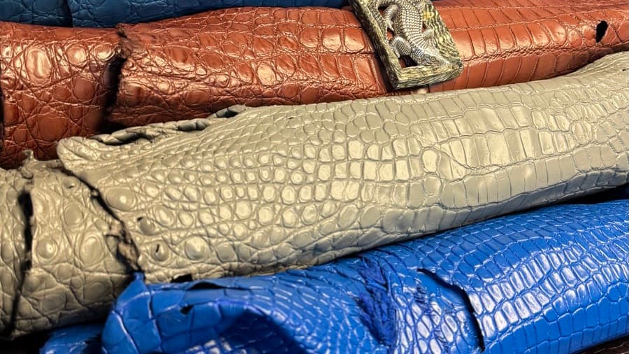 Crocodile vs Alligator vs Caiman